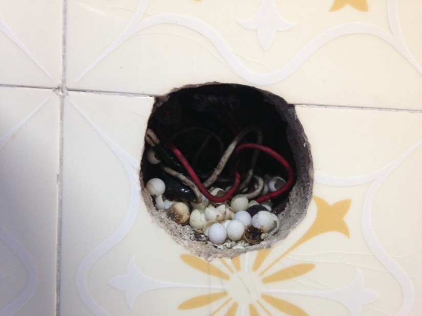 O ninho da lagartixa